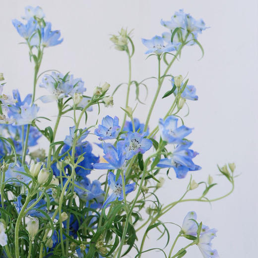 【周四秒杀】蓝色小飞燕一把49.8元 商品图0