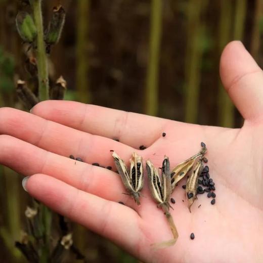 九蒸九晒芝麻丸 | 合作生产*Chinese sesame balls | Coproduction 商品图5