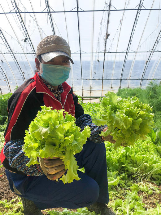 绿生菜  250g 商品图1