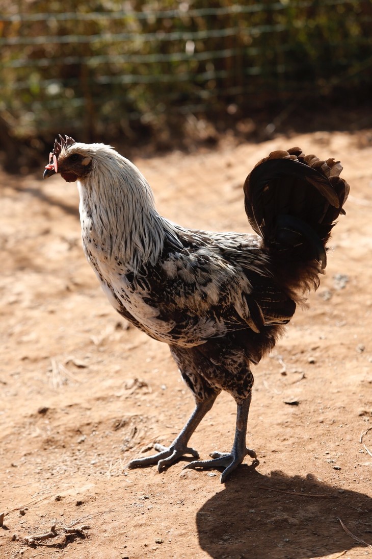 【公鸡 】一路寻鲜 云南丽江栗粟古鸡 3.5斤