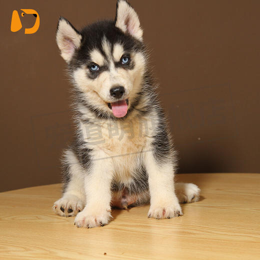 寵道萌 純種哈士奇活體幼犬 寵物狗狗活體幼犬 純種西伯利亞雪橇犬