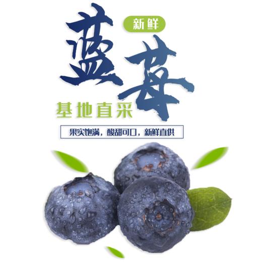 云南蓝莓125g 商品图2