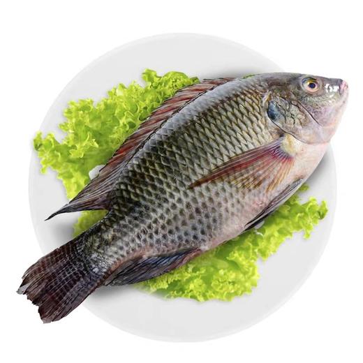 鲜杀罗非鱼  约1.8斤/条 商品图0