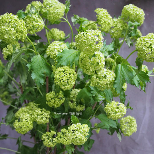 【周四团购】木绣球5枝/59.8元 2人拼团 商品图0