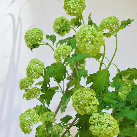 【周四团购】木绣球5枝/59.8元 2人拼团 商品图1