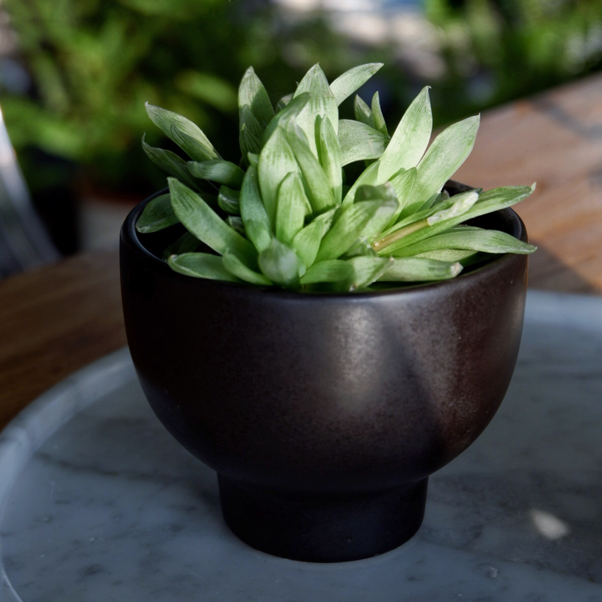 一物一拍|黑陶高脚花盆 植物