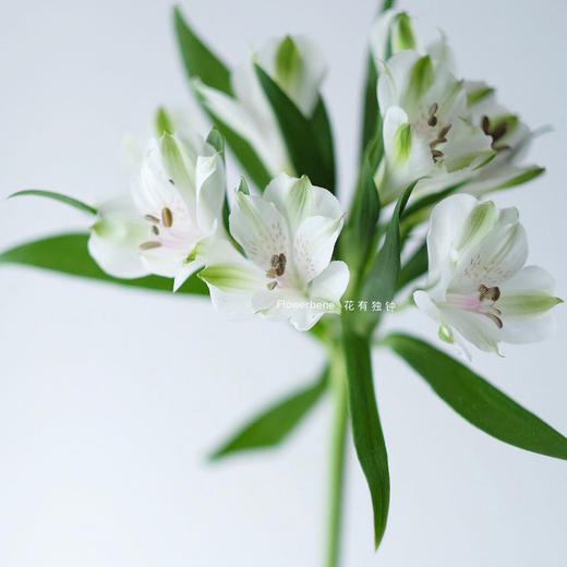 【周四团购】白色六初一把/39.8元 2人拼团 商品图3