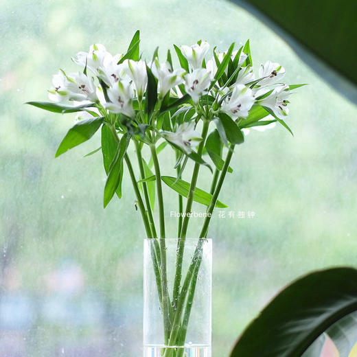 【周四团购】白色六初一把/39.8元 2人拼团 商品图2