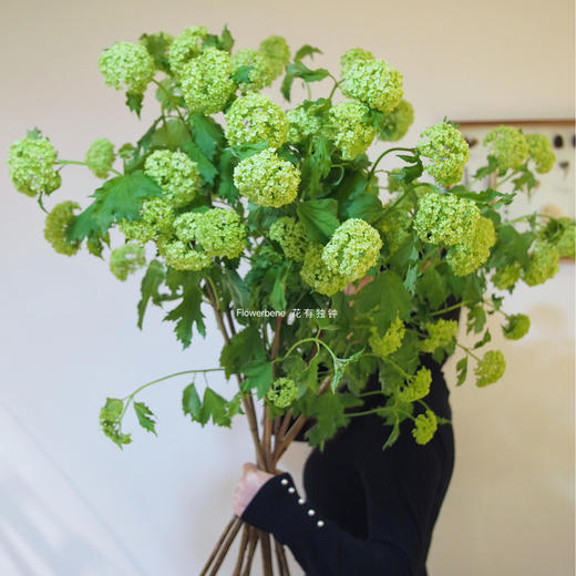 【周四团购】木绣球5枝/59.8元 2人拼团 商品图4