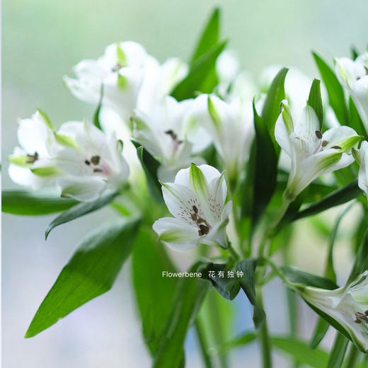 【周四团购】白色六初一把/39.8元 2人拼团 商品图0