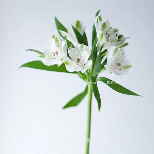 【周四团购】白色六初一把/39.8元 2人拼团 商品图1