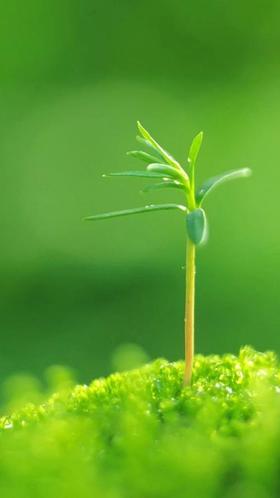 棚室蔬菜如何应对寒潮