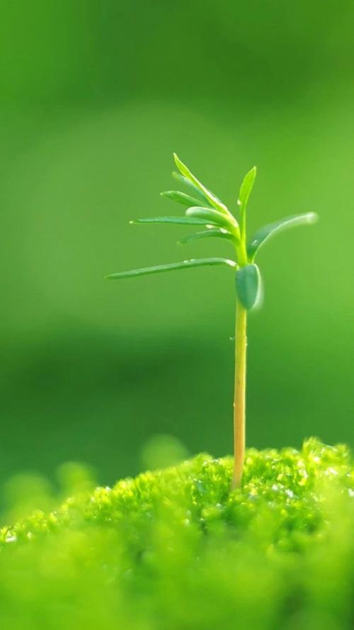 棚室蔬菜如何应对寒潮 商品图0