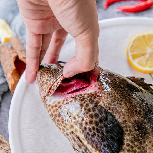 [博賀港]石斑魚【天然海釣】老虎斑新到貨【肉質細滑,富含鈣磷鋅等