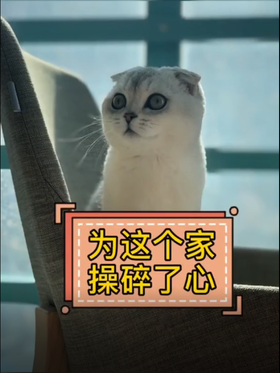 猫主子为家操碎了心