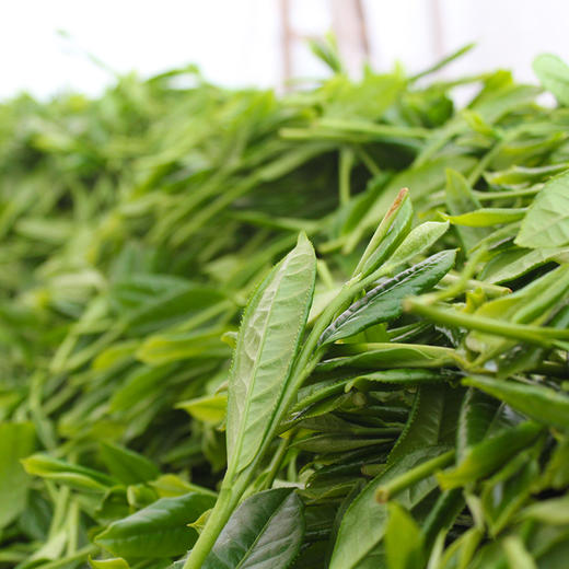 【恩施】伍家台贡茶特级炒青250g/袋 茶叶（昌臣） 商品图1