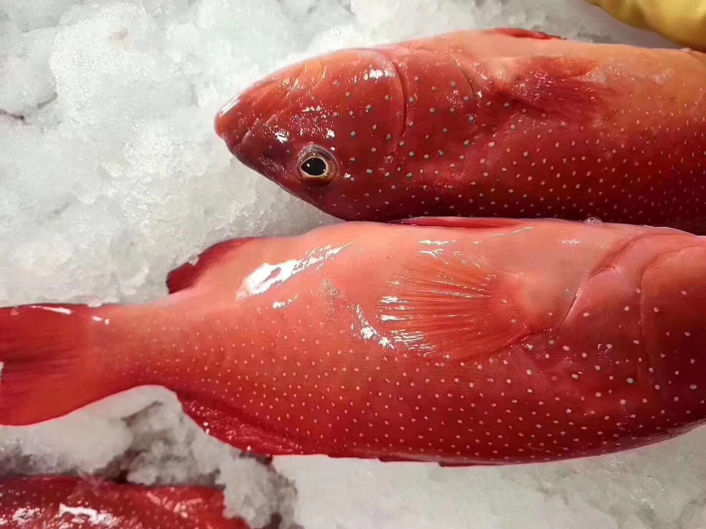 海鲜精选东山海鲜61活鲜东星斑鱼打火锅清蒸都棒鱼肉细嫩鲜甜约1至2