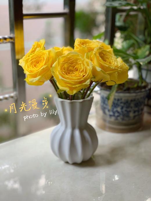 月光漫步(2件京东包邮) - 繁花严选