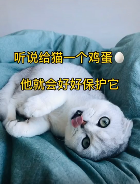 听说给猫主子一个蛋它会好好保护她