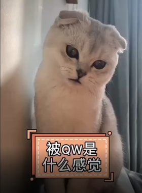 猫主子被亲吻是有多嫌弃