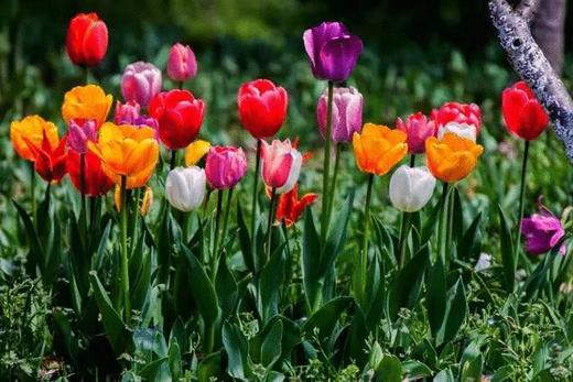 第三节课：春植球根秋赏花 商品图0