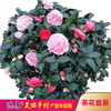 源东-茶花盆景 商品缩略图0