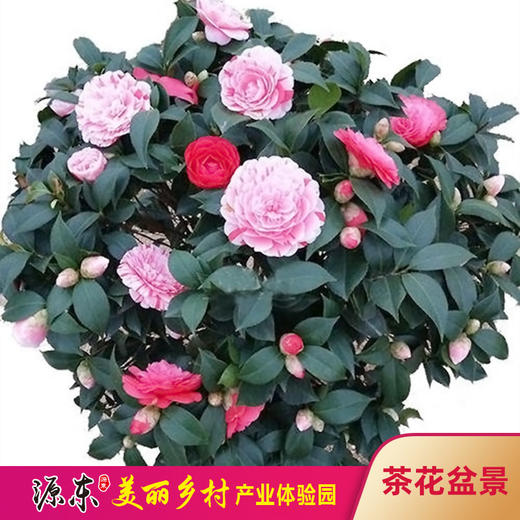 源东-茶花盆景 商品图0