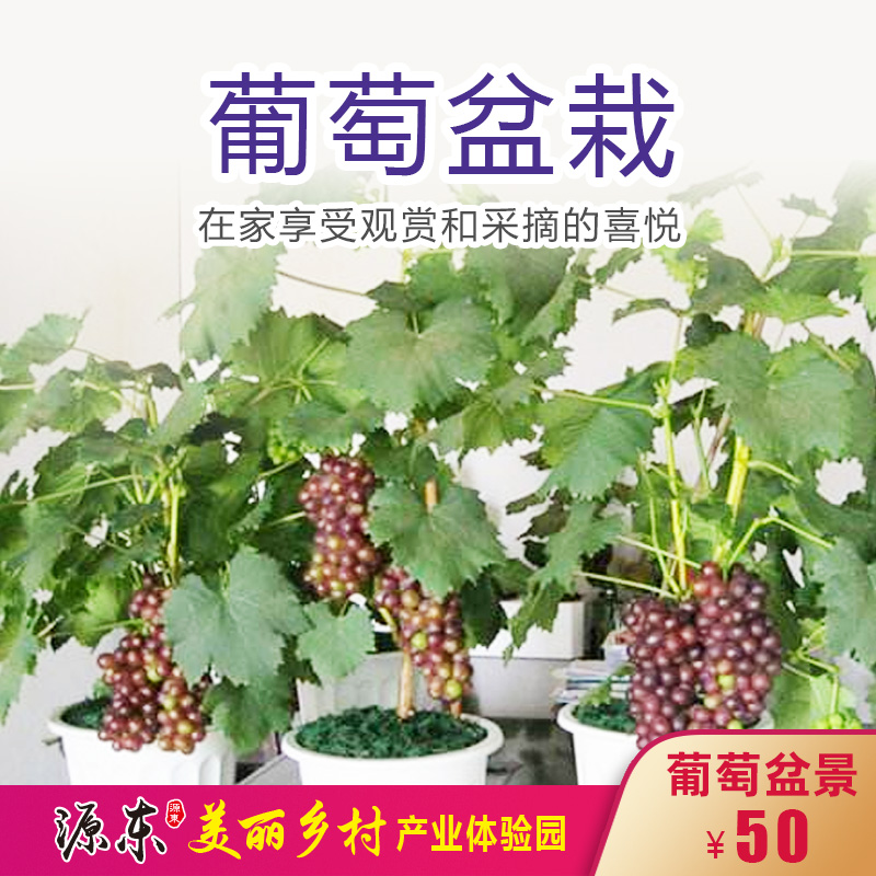 源东美丽乡村产业体验园-葡萄盆景