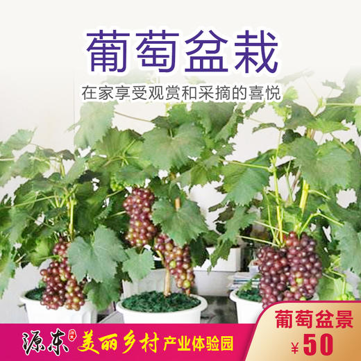 源东美丽乡村产业体验园-葡萄盆景 商品图0