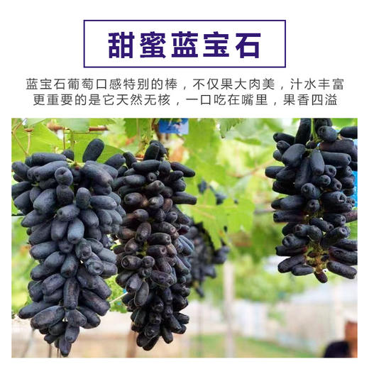 源东美丽乡村产业体验园-葡萄盆景 商品图4