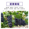 源东美丽乡村产业体验园-葡萄盆景 商品缩略图2