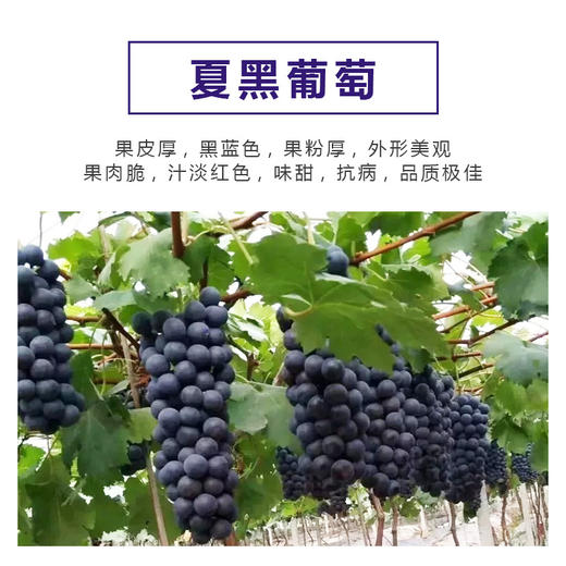 源东美丽乡村产业体验园-葡萄盆景 商品图2