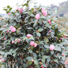 源东-茶花盆景 商品缩略图3