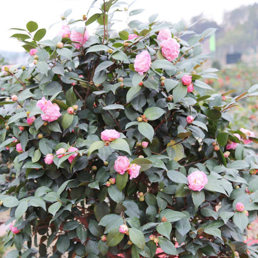 源东-茶花盆景 商品图3