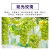 源东美丽乡村产业体验园-葡萄盆景 商品缩略图3