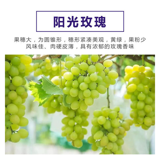 源东美丽乡村产业体验园-葡萄盆景 商品图3