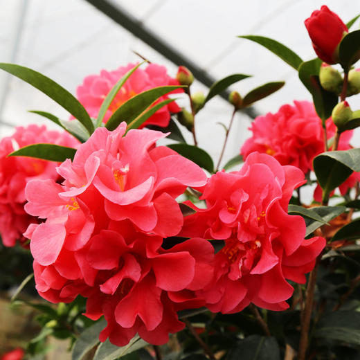 源东-茶花盆景 商品图2