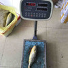 冰鲜黄鱼300g-400g/条 商品缩略图2