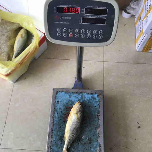 冰鲜黄鱼300g-400g/条 商品图2