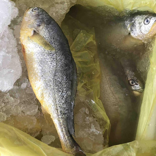 冰鲜黄鱼300g-400g/条 商品图0