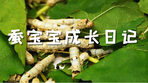 蚕宝宝成长日记二 商品图0