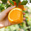 【湖北秭归伦晚春橙】伦晚帝王橙 春橙现摘现发 自家果园橙子 不打蜡  4.5斤装 商品缩略图1