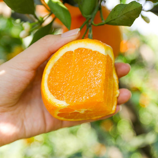 【湖北秭归伦晚春橙】伦晚帝王橙 春橙现摘现发 自家果园橙子 不打蜡  4.5斤装 商品图1