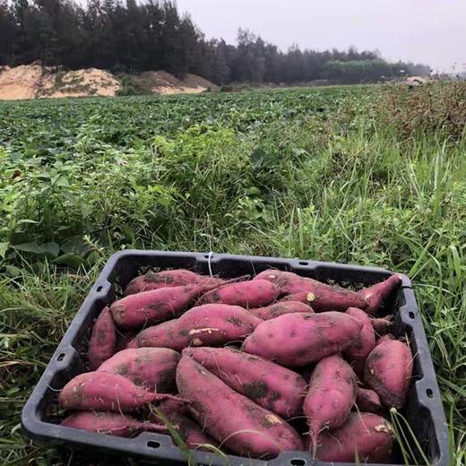 每周特惠板栗薯 商品图2