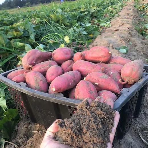 每周特惠板栗薯 商品图1