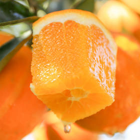 【湖北秭归伦晚春橙】伦晚帝王橙 春橙现摘现发 自家果园橙子 不打蜡  4.5斤装