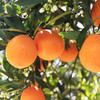 【湖北秭归伦晚春橙】伦晚帝王橙 春橙现摘现发 自家果园橙子 不打蜡  4.5斤装 商品缩略图3