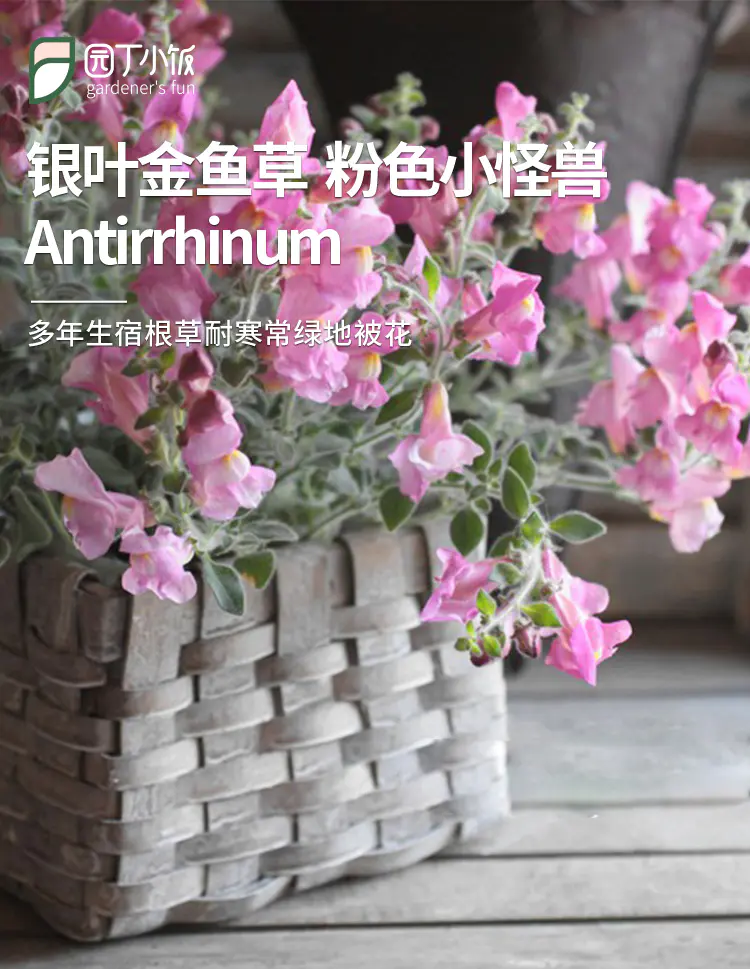 银叶金鱼草 粉色小怪兽 Antirrhinum多年生宿根草耐寒常绿地被花