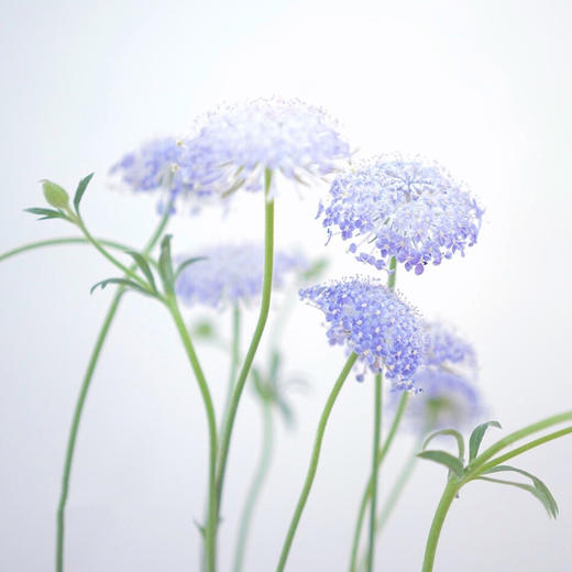 【周四团购】翠珠一把/39.8元 2人拼团 商品图1