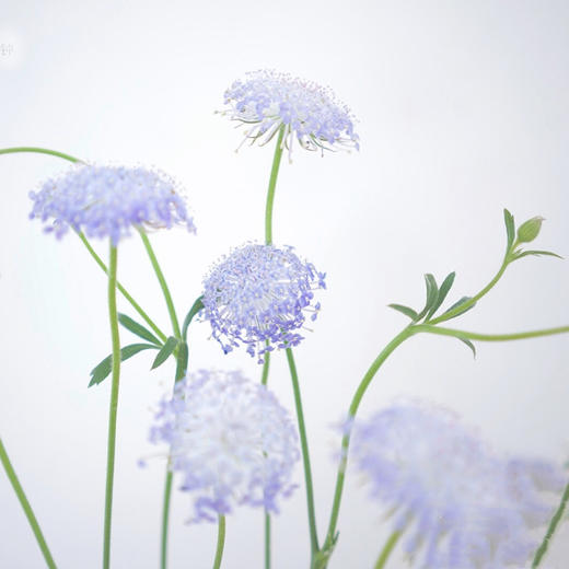 【周四团购】翠珠一把/39.8元 2人拼团 商品图0